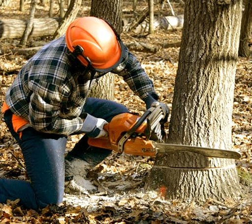 Tree Removal in Sims, NC